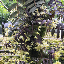 (Dendrobium officinale 2 m stump) Dendrobium fresh Dendrobium seedlings Dendrobium dry strips