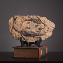 Creative retro dinosaur fossil ornaments Nordic home wall decoration Wine Rack bar studio decorations