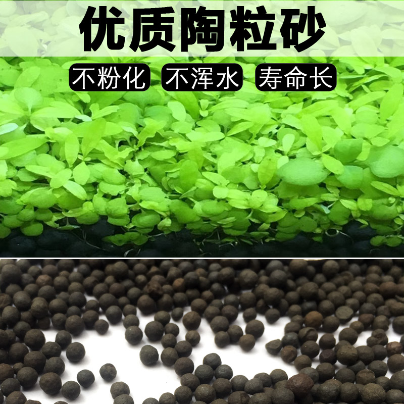 Fish tank made view bottom sand black ceramite sand water group sand water grass cylinder water grass mud bottom sand water grass seed planting earth