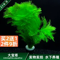 Qiancaotang Aquatic Aquarium Tank Tank Танк декоративный пейзаж пейзаж пейзаж
