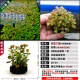 Rose Lilac 5 см круглые свалки -Тот же абзац -Buy 3 Получить 1 бесплатно 1 купить 5 Get 2