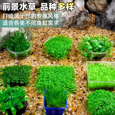 迷你矮牛毛爬地珍珠天湖懶人魚缸造景水草坨草淡水活體植物前景草 迷你矮牛毛爬地珍珠天湖懶人魚缸造景水草坨草淡水活體植物前景草