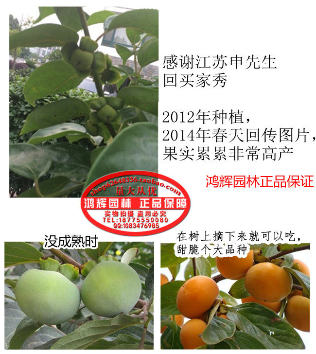 包郵日本甜脆柿子樹苗次郎恭城水柿嫁接良種苗木果樹木苗南方北方