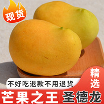 Saint Delong Mango Authentic Burmese Saint Delong Mango Fresh Fruit Seasonal Soft Glutinous Sweet and Silky