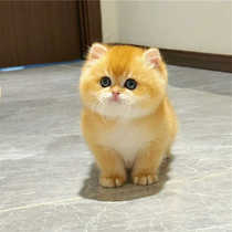 British short gold gradient kitten short-legged cat purebred race level pedigree ny12 blue gold purple gold gradient pet live cattery