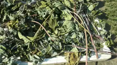 Freshly picked sun-dried Castor Leaves Wild Dried Castor Leaves 500g