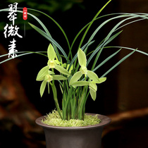 Qin fresh garden orchid seedlings spring sword Cuiwei plain flowers precious potted plants flowers indoor ornamental bonsai good fragrance