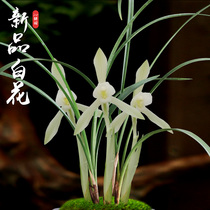 Qin fresh garden spring orchid new white flower element indoor precious orchid plant potted flowers old national orchid grass