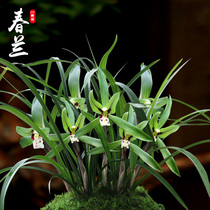 Qin fresh garden spring orchid potted flowers plant indoor green plant gardening flower planting good bonsai mosquito repellent grass orchid orchid orchid