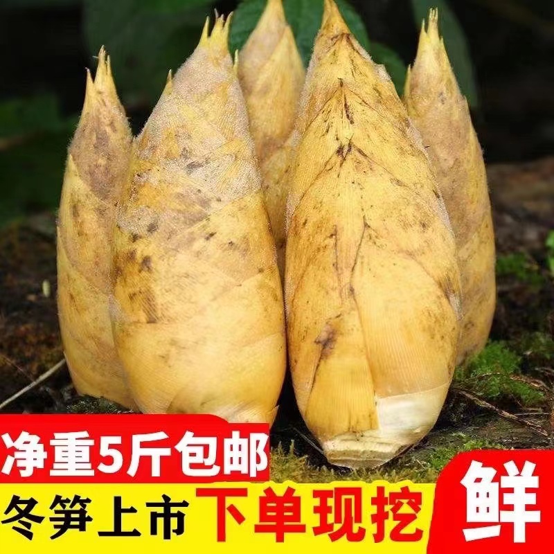 Winter bamboo shoots fresh wild Jiangxi specialty farmers are now digging crispy bamboo shoots bacon winter bamboo shoots hot pot bamboo shoots 5 catties vacuum packaging