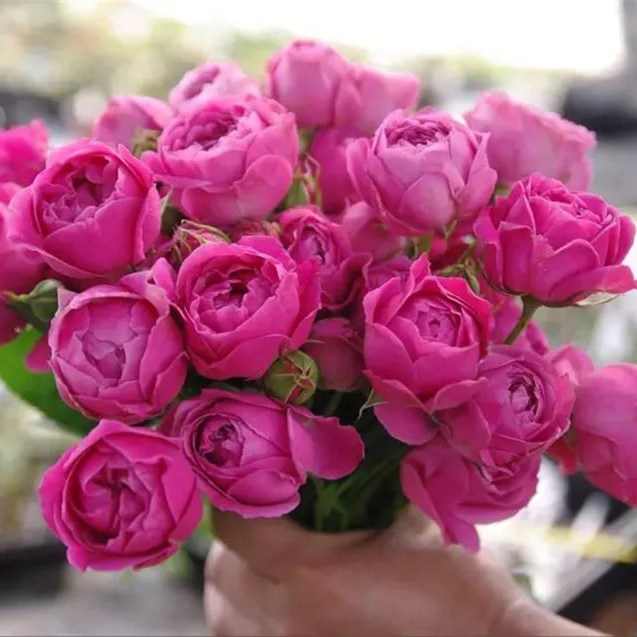 Warm Warm Peninsula Purple Mist Bubble bush Moon Ji Feng Flower Rose Garden Balcony Potted Flowers in Big Four Seasons