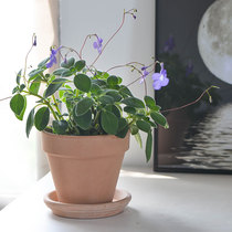 Warm Peninsula dolphin flower blue and white elves flying in the air heat-resistant and cute small potted