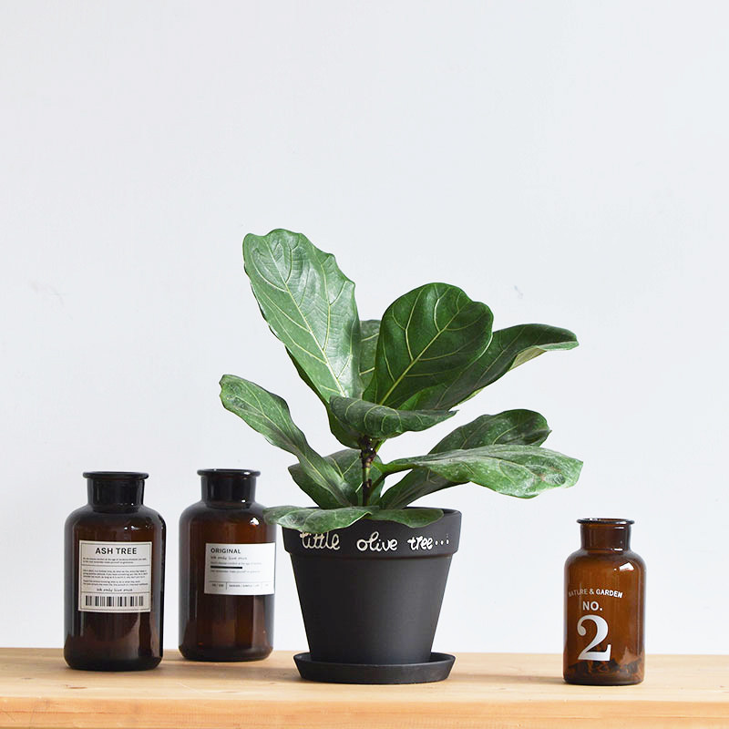 Warm Warm Peninsula Qin Leaf Banyan Indoor Green Potted Plant Office Living Room Table Top Purified Air Brief