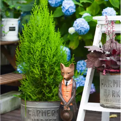 Warm Peninsula fragrant Crown Cypress Christmas tree Golden Crown Cypress potted pot pot table top potted Teacher's Day activity foliage plants