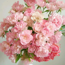 Warm Peninsula Tianhe Stars Japans micro-Moon Group opens and bursts four seasons cycle open pink rose potted plants