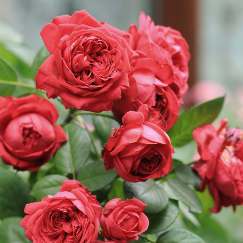 Warm Warm Peninsula Red Dragon Euromoon this month Season flower Miao French Classic Climbing Vines Great Flower Dragon Sand Gem