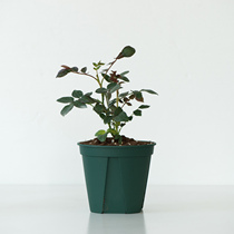  Nuannuan Peninsula Qingshan basin monthly rose green plant Japanese horticulture patent imported plastic basin root-growing basin balcony
