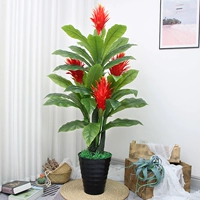 1,5 мили Сянген Четырехедоруженный Хонгьюн+горшок+трава