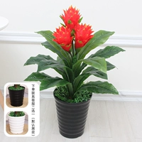 Одиночный выстрел 80 см, 3 головы Hongyun+Pot+трава