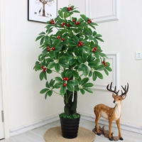 1,4 Mi Xiangyun газета Xiguo+Pot+трава