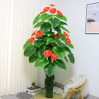 1,8 метра красной пальмы Даруна (без горшков)