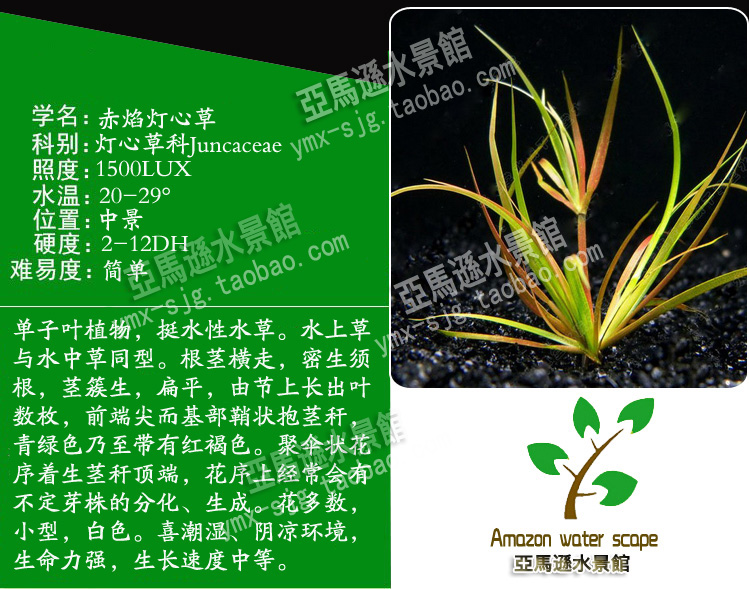 亚马逊水景馆赤焰灯芯风车箦藻水草100 水中叶鱼缸造景中前景 最后9天 亚马逊 灯芯 水景 鱼缸 水草途虎网