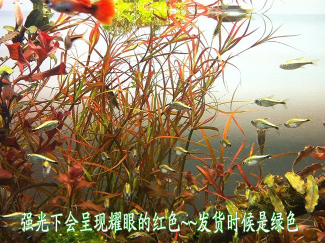 亚马逊水景馆赤焰灯芯风车箦藻水草100 水中叶鱼缸造景中前景 最后9天 亚马逊 灯芯 水景 鱼缸 水草途虎网