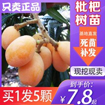 Buy 1 round of 5 loquat saplings Big five-star south and north planting potted plants extra large fruit tree seedlings loquat tree