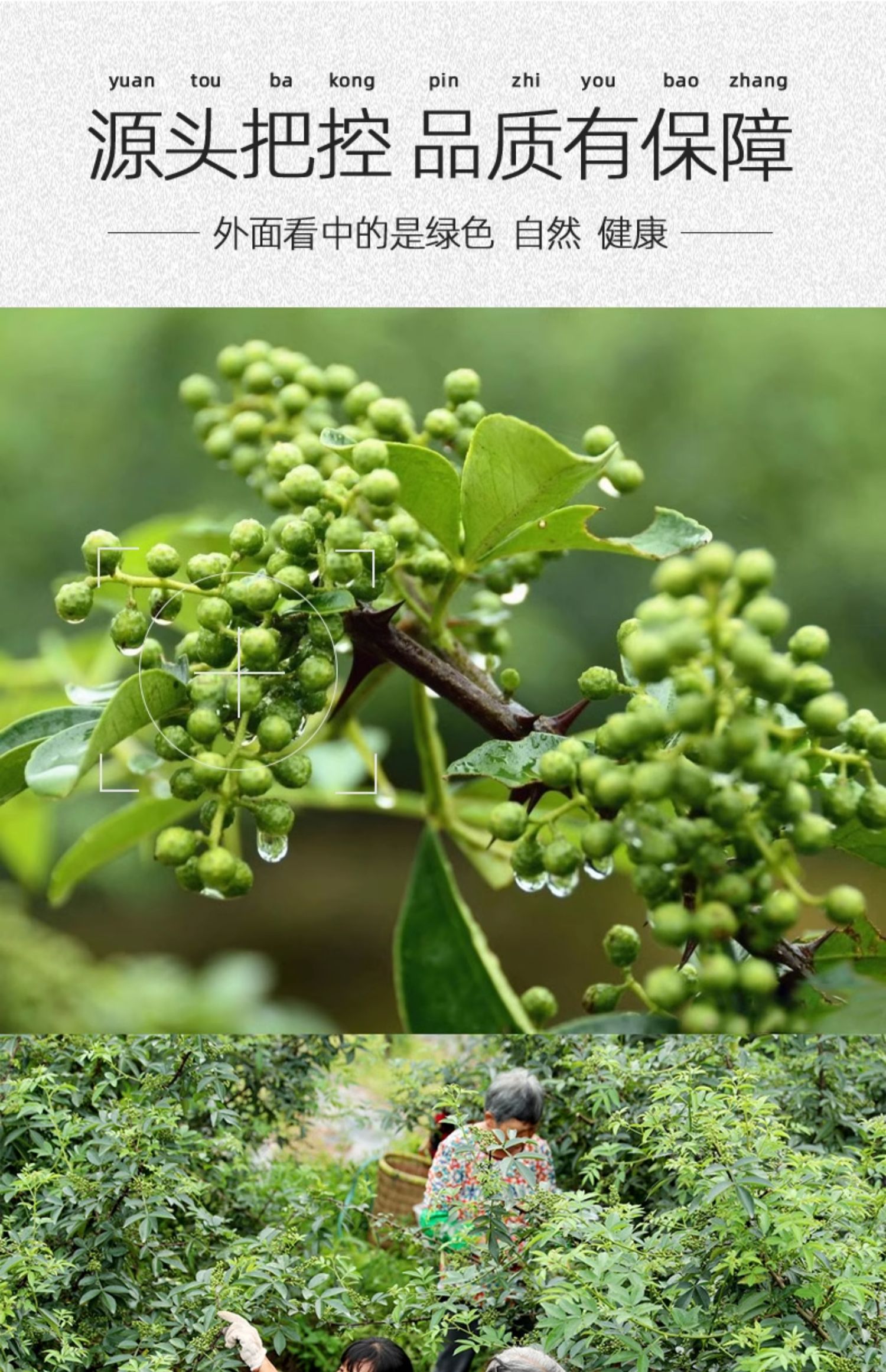 安享好物 安享S级花椒-桂味王青花椒 国标 