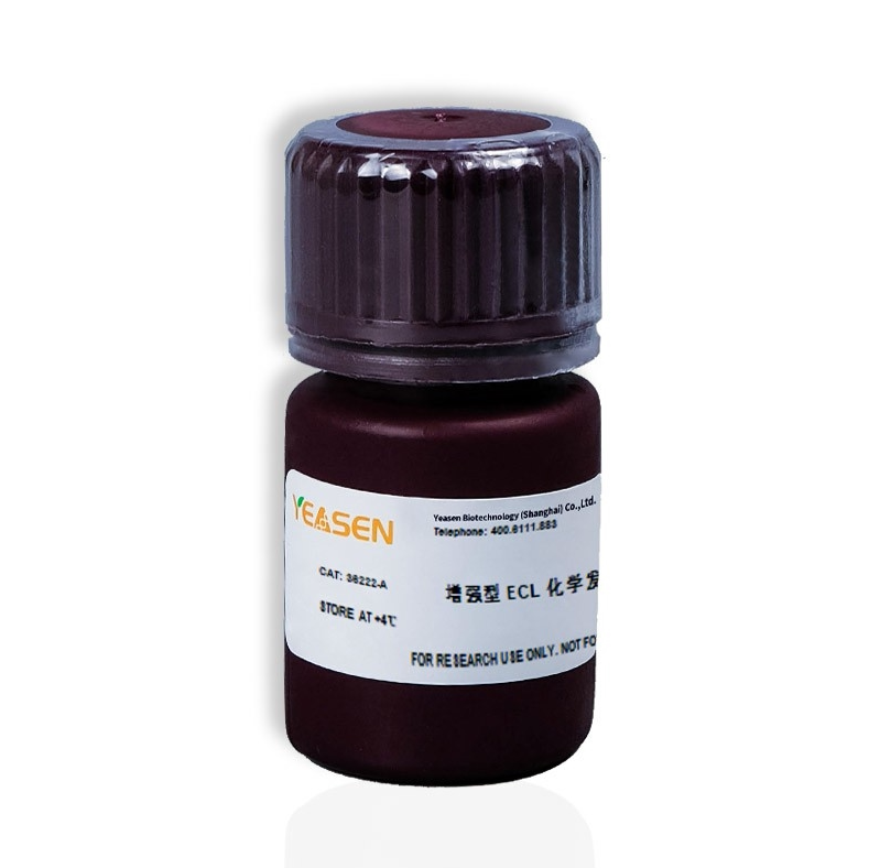 增强型ECL化学发光检测试剂盒 YEASEN 100ml 货号36222ES60