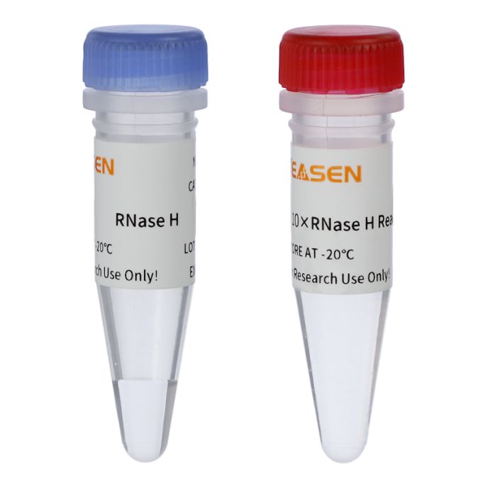 RNase H 核糖核酸酶H 内切核糖核酸酶 货号12906ES76 Yeasen