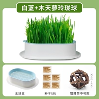 Нет гидропонового и синего почвы [дайте 5 пакетов семян]+mu tianyu Linglong (Cat Mint)