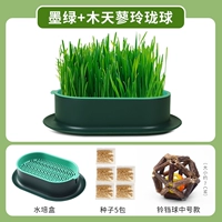 Нет практических чернил Земли [дайте 5 пакетов семян]+мухотанья линглонги (Bell Ball)