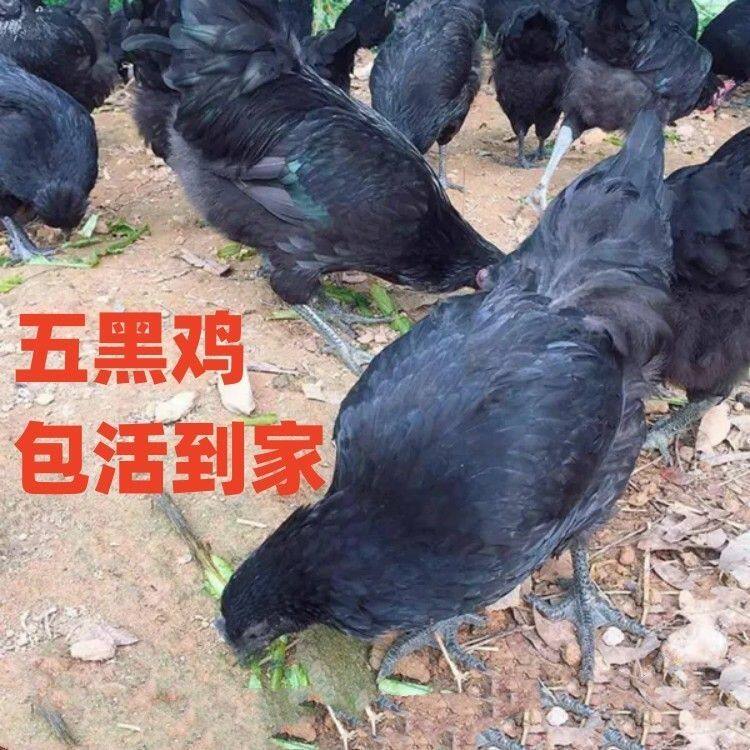 五黑鸡4只装,包活到家,纯种绿壳鸡的惊喜!-其它宠物-淘宝好物网