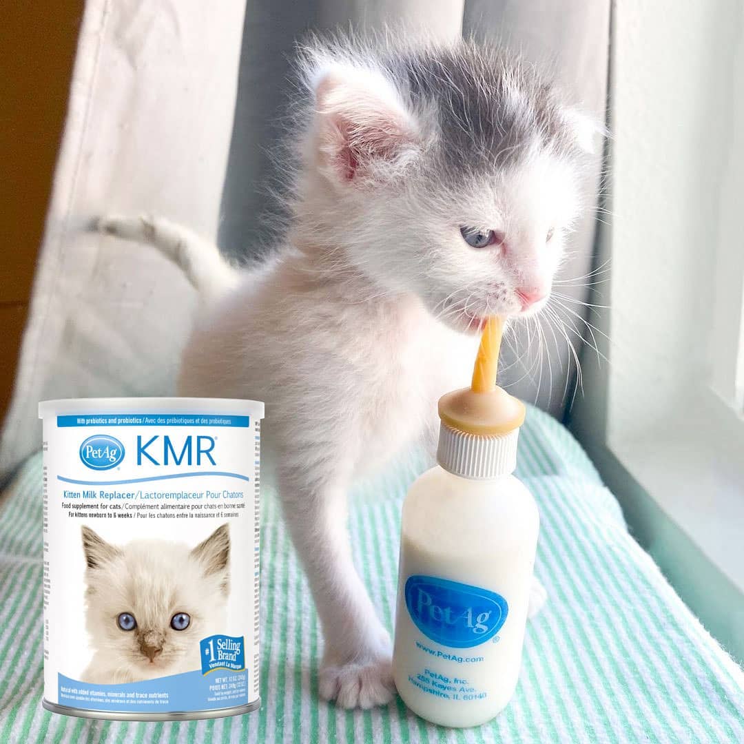 American times cool petag pet cat milk powder newborn kitten special pregnant mother cat nutrition kmr kitten milk powder