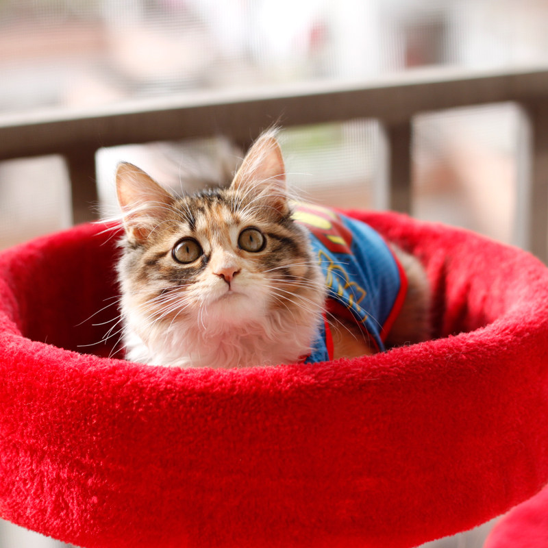 Ouka Cat Payment Postal Fee SFC Pre - sale Snack Payment Cost Freight Link