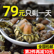 Zhoushan fresh little bergamot dog claw snail turtle foot shellfish chicken claw snail Fresh Island conch Ningbo seafood aquatic products