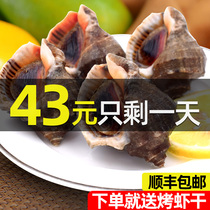 Zhoushan fresh conch 500g seafood aquatic fish snail fresh horn snail deep sea fishing conch snail meat