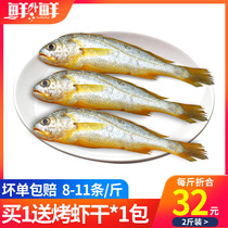 Zhoushan fresh small yellow croaker fresh yellow croaker deep sea fish fish fish sea fishing Ningbo frozen seafood barbecue