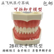 Oral Dental Model Detachable tooth model Gingival Practice Model Preparation Tooth Practice Dental Model Single Tooth