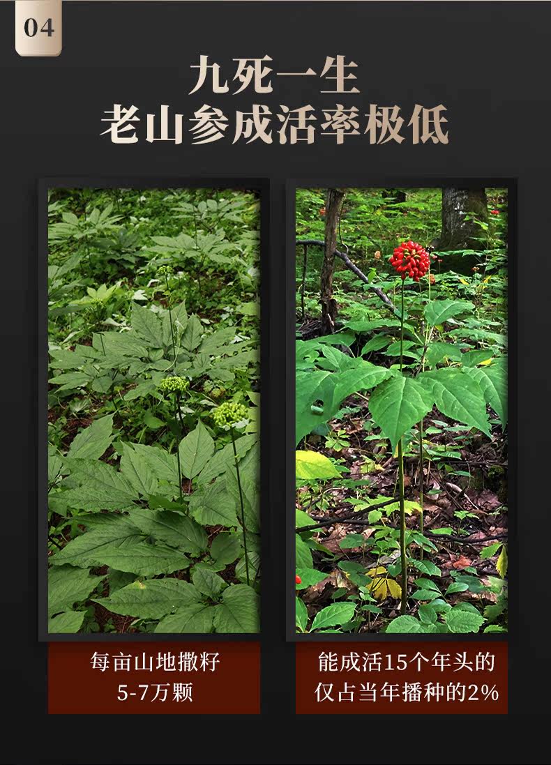 Детали лесного ginseng_07.jpg