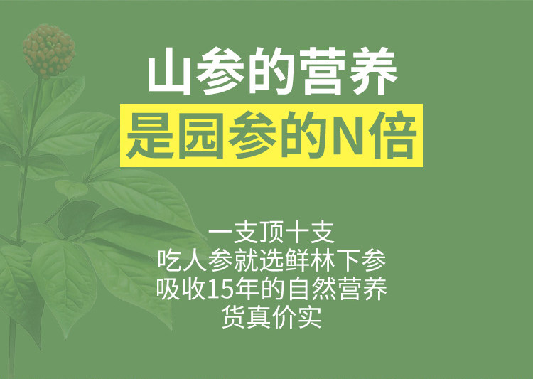 Gress Forest Ginseng 2_08.jpg