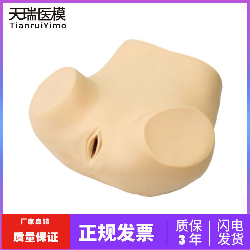 妇科检查模型 妇科训练模型 妇产科技能操作训练模型医学用教学具