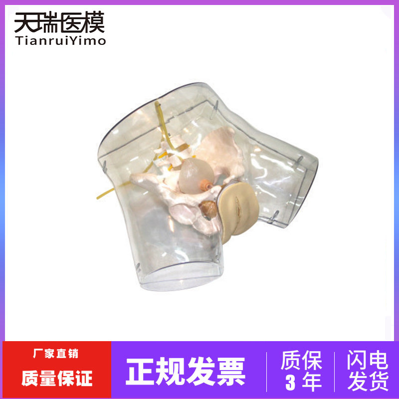 刮宫模型 透明刮宫演示模型 女性人工流产训练模型医学用教学模型