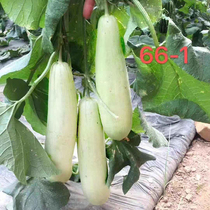 66-1 Shandong goat horns honey melon seed boyo 61 melon seed thin peel melon seed fragrant melon seed all four seasons