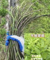 牛尾菜龙须菜草菝葜特有野菜苗当季现挖现发