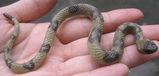 To Stock Animal Model Python Vibe Snake Toy Python Toy 10 cm