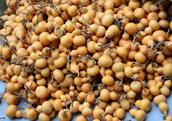 Common non-boutique gourd branded flower practice with small hyacinth small American gourd-Taobao