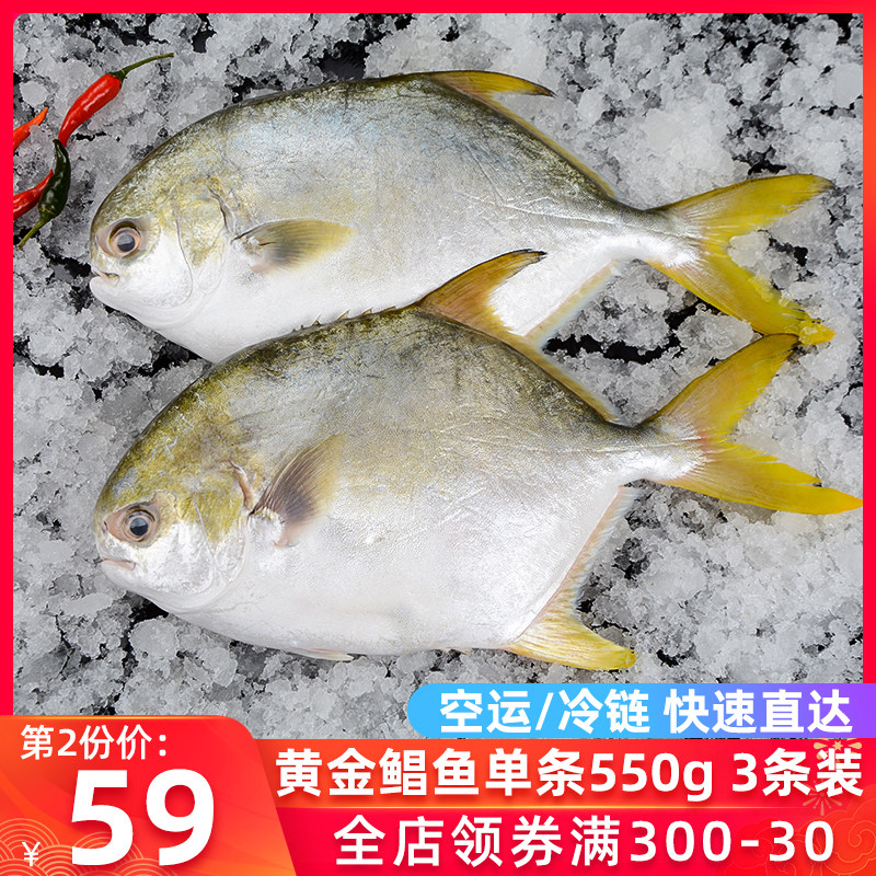 Pomfret golden pomfret fish fresh frozen fresh seafood fish big flat fish pomfret fish frozen aquatic giant golden pomfret