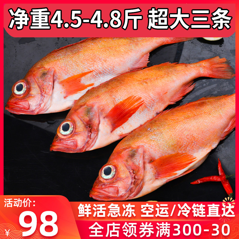 Red Grouper Frozen Whole Bar Deep Sea Red Fish Large Dragon Bile Fish Rich Fish Deep Marine Fish Fresh Seafood Aqua Spotted Fish